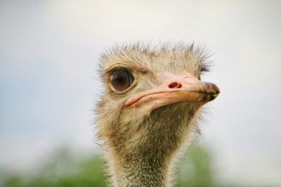 struisvogel struisvogel